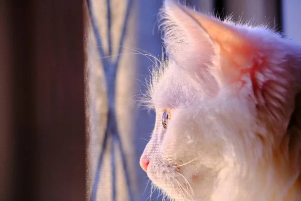 Weiße Katze Schaut Aus Dem Fenster — Stockfoto