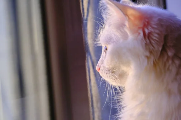 Beyaz kedi pencereden dışarı bakıyor.
