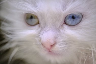 Geretokromisi olan kedi yavrusu Turka angorası