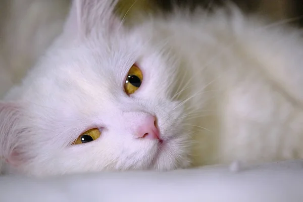 Weiße Katze Mit Gelben Augen Liegt Auf Der Seite — Stockfoto