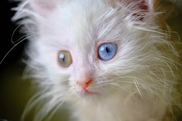 Geretokromisi Olan Kedi Yavrusu Turka Angorası — Stok fotoğraf