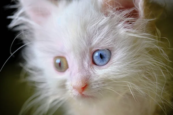 有间质色素症的小猫Turka Angora — 图库照片