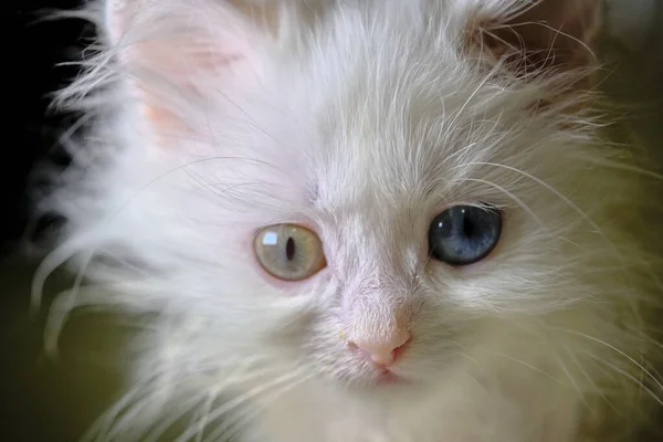 Gatinho Turka Angora Com Geretocromia — Fotografia de Stock