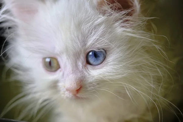 Gatito Turka Angora Con Geretocromia — Foto de Stock