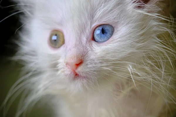 Kätzchen Turka Angora Mit Geretochromie — Stockfoto