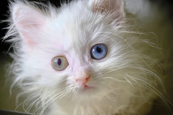 Chaton Turka Angora Avec Geretochromia — Photo