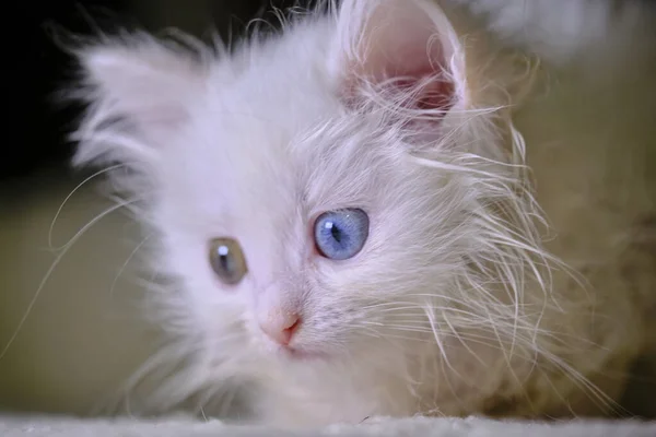 Geretokromisi Olan Kedi Yavrusu Turka Angorası — Stok fotoğraf