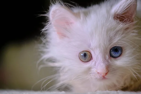 Koťátko Turka Angora Geretochromií — Stock fotografie