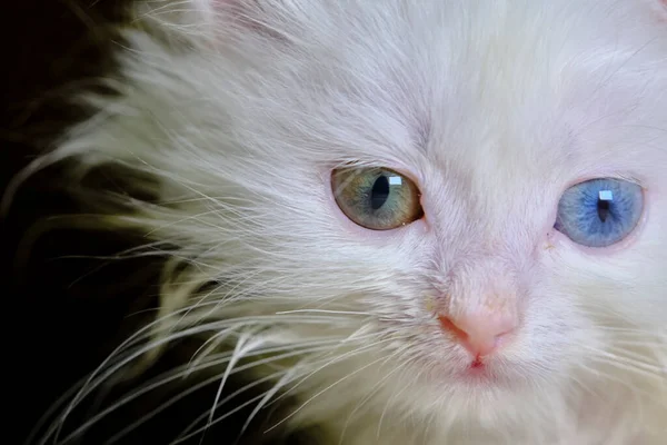 Geretokromisi Olan Kedi Yavrusu Turka Angorası — Stok fotoğraf