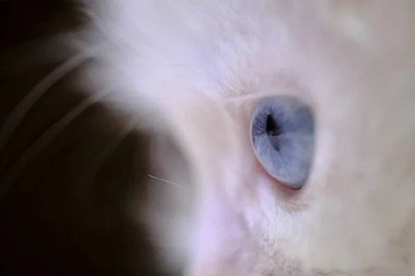 青い猫の目のマクロがローライトカラーを閉じます — ストック写真