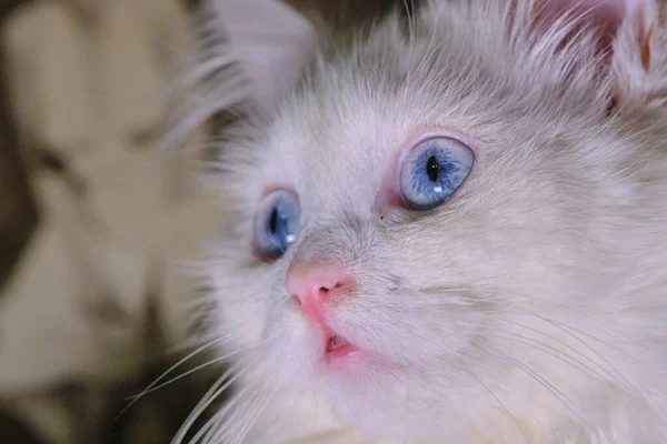 Angora Turca Con Ojos Azules —  Fotos de Stock