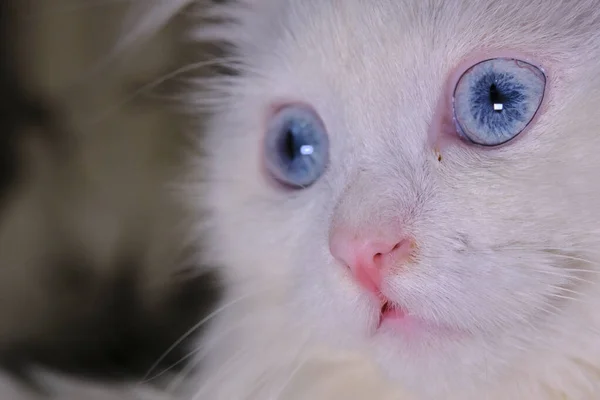 Türkische Angora Mit Blauen Augen — Stockfoto