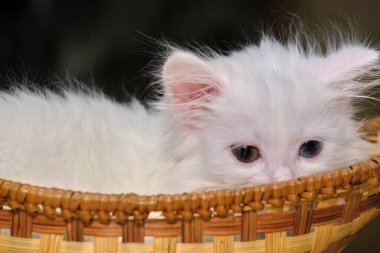 Beyaz kedi yavrusu sepette yatıyor.