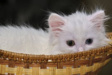 Beyaz kedi yavrusu sepette yatıyor.