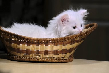 Beyaz kedi yavrusu sepette yatıyor.