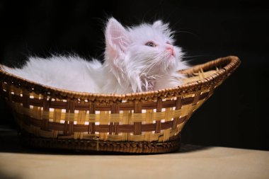 Beyaz kedi yavrusu sepette yatıyor.
