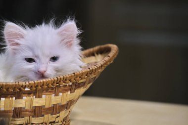 Beyaz kedi yavrusu sepette yatıyor.