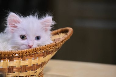 Beyaz kedi yavrusu sepette yatıyor.