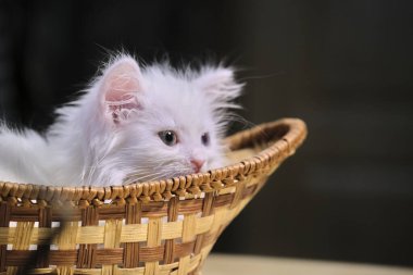 Beyaz kedi yavrusu sepette yatıyor.