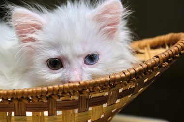 Beyaz kedi yavrusu sepette yatıyor.