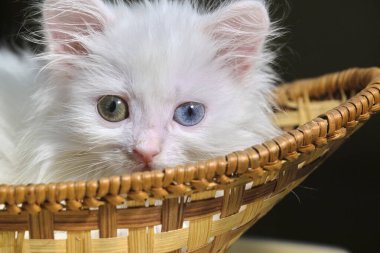 Beyaz kedi yavrusu sepette yatıyor.