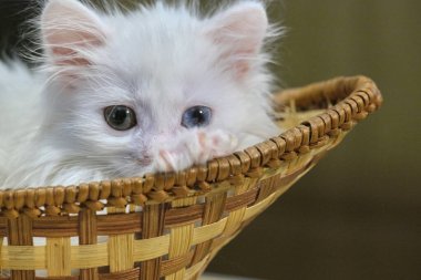 Beyaz kedi yavrusu sepette yatıyor.