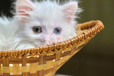 Beyaz kedi yavrusu sepette yatıyor.