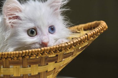 Beyaz kedi yavrusu sepette yatıyor.