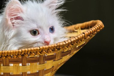 Beyaz kedi yavrusu sepette yatıyor.