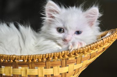 Beyaz kedi yavrusu sepette yatıyor.