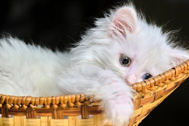 Beyaz kedi yavrusu sepette yatıyor.