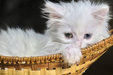 Beyaz kedi yavrusu sepette yatıyor.