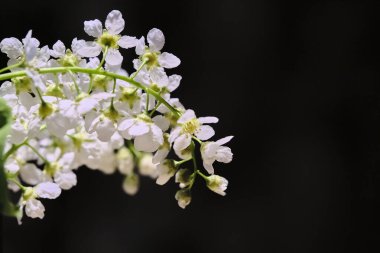 Siyah makro arka planda kiraz ağacı çiçekleri
