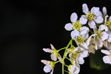 Siyah makro arka planda kiraz ağacı çiçekleri