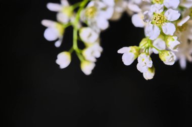 Siyah makro arka planda kiraz ağacı çiçekleri
