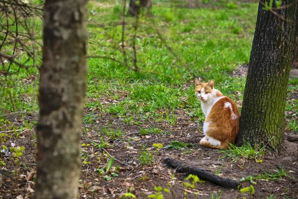 红猫坐在一棵树旁 — 图库照片