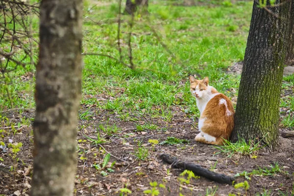 赤い猫が木のそばに座っている — ストック写真