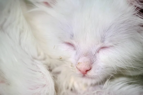 White Kitten Sleeps Close-Up color