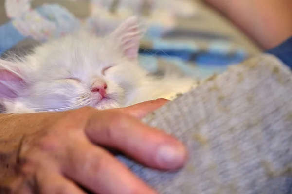 Beyaz Kedi Yavrusu Dizlerinin Üstünde Uyuyor — Stok fotoğraf