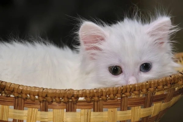 Beyaz kedi yavrusu sepette yatıyor.