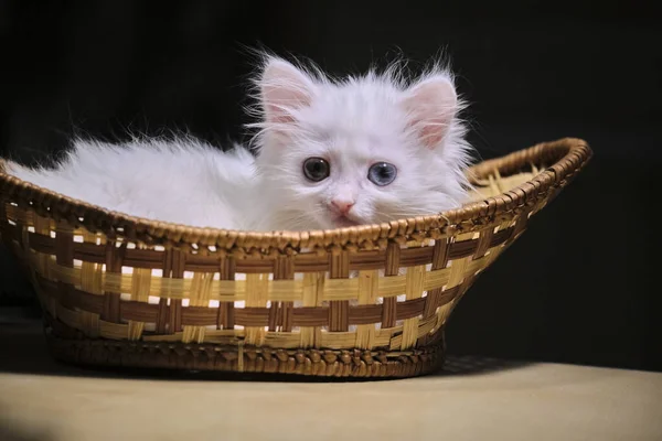 Bílé Kotě Leží Proutěném Košíku — Stock fotografie