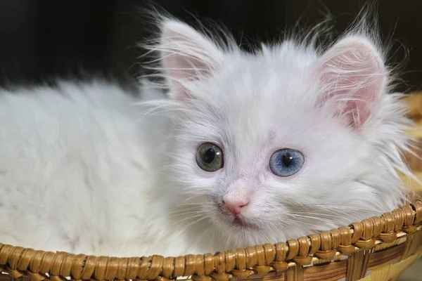 Gatinho Branco Está Uma Cesta Vime — Fotografia de Stock
