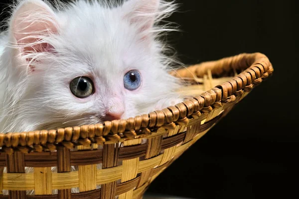 Beyaz kedi yavrusu sepette yatıyor.