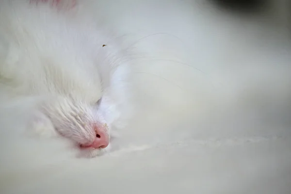 Nos Bílého Koťátka Zblízka Makra — Stock fotografie