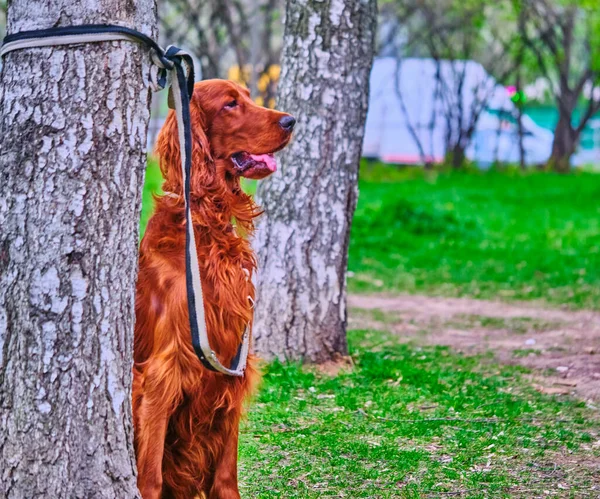 Irish Setter Wacht Gastheer Zit Bij Een Boom Aan Lijn — Stockfoto