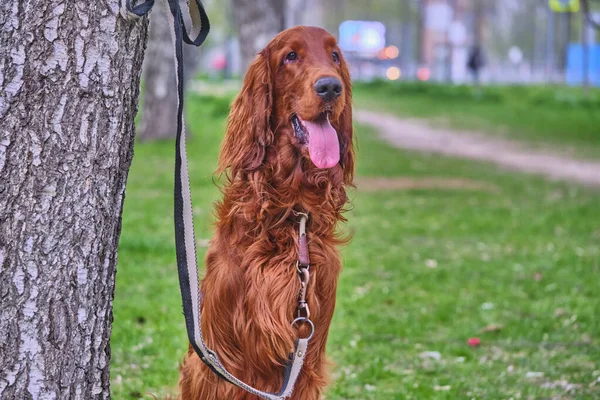 Irish Setter Wacht Gastheer Zit Bij Een Boom Aan Lijn — Stockfoto