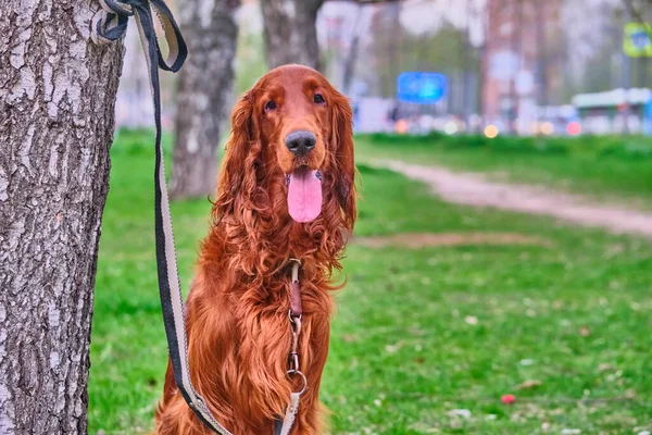 Irish Setter Wacht Gastheer Zit Bij Een Boom Aan Lijn — Stockfoto