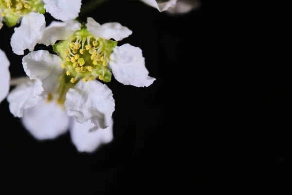 Cerejeira Flores Fundo Macro Preto — Fotografia de Stock