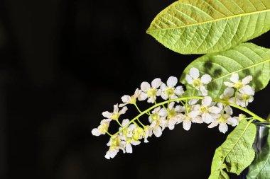 Siyah makro arka planda kiraz ağacı çiçekleri