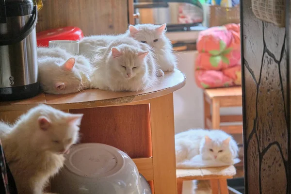 Monte Gatos Estão Deitados Mesa — Fotografia de Stock